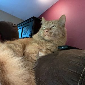 Meet your Posher, Suzanne